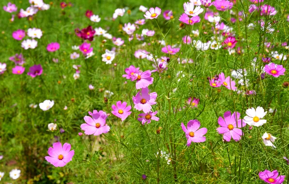 Greens, field, summer, flowers, stems, glade, meadow, pink