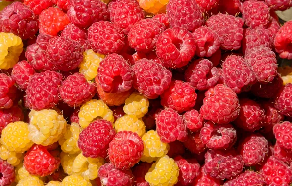 Picture macro, berries, raspberry, color
