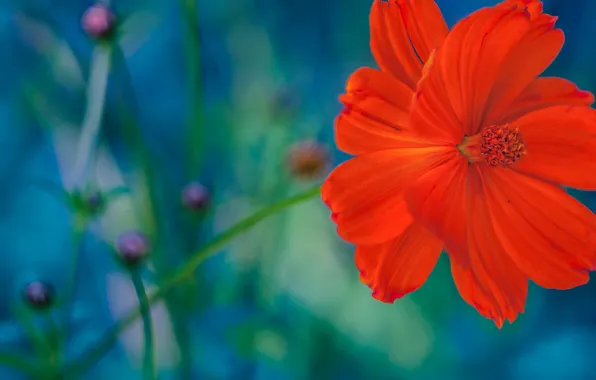 Flower, red, background, kosmeya