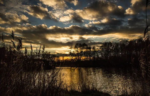 Clouds, trees, sunset, lake, reed