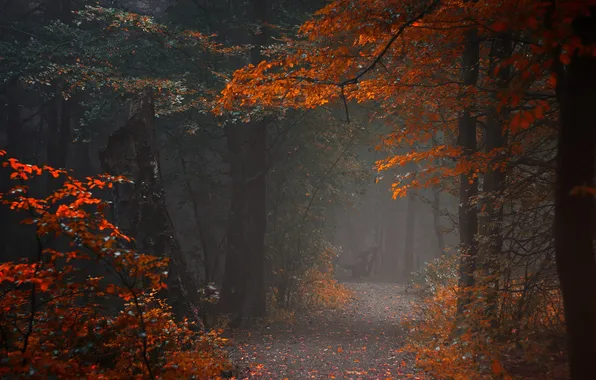 Autumn, nature, the city, Park, bench