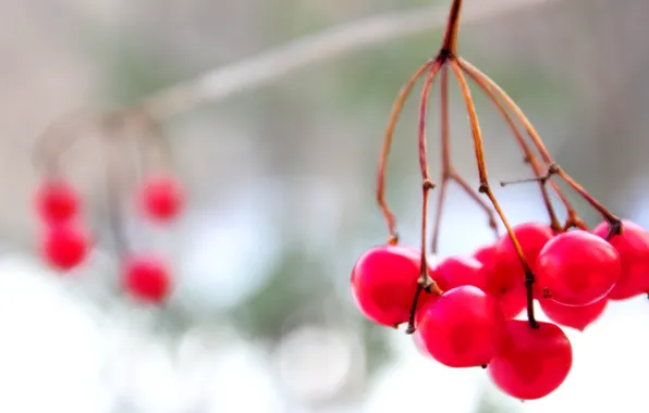 Picture winter, snow, berries, red