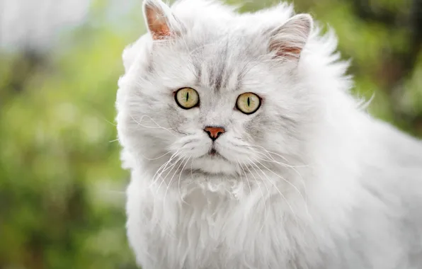 Cat, white, cat, look, face, portrait, fluffy, yellow eyes