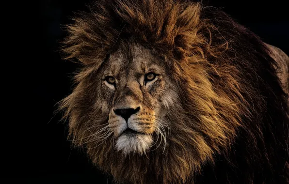 Predator, Leo, mane