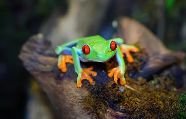 Frog, beautiful, tropical, red-eyed tree frog