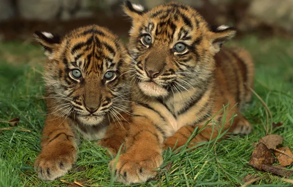 Grass, Look, Surprised, Two Lion cub, Lion cub