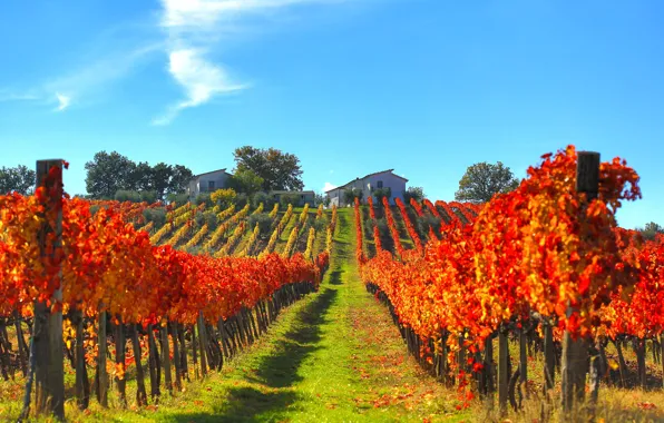 Picture autumn, home, slope, Italy, vineyard
