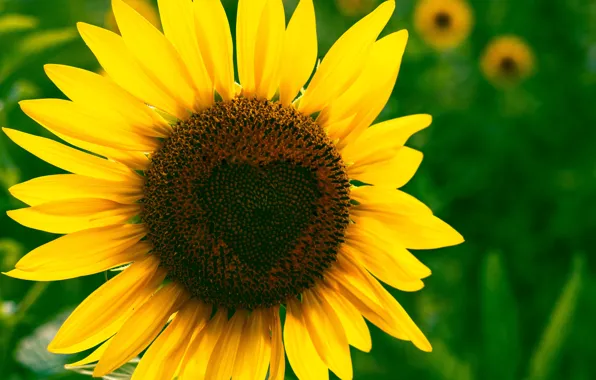 HEART, MOOD, SUNFLOWER, SEEDS