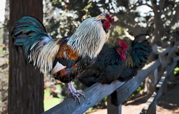 Picture bird, the fence, chicken