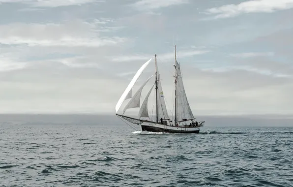 The ocean, the wind, ship, sailboat, team, sails, swimming, handsome