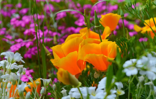Spring, Spring, Cerastium, Yellow flowers, Escholzia, California poppy