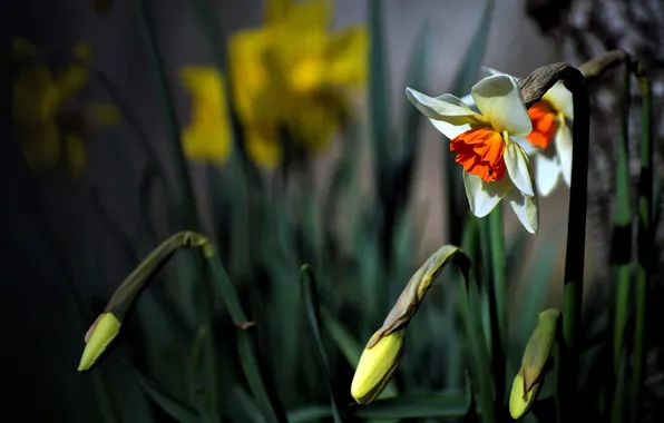Leaves, light, flowers, stems, blur, spring, garden, white