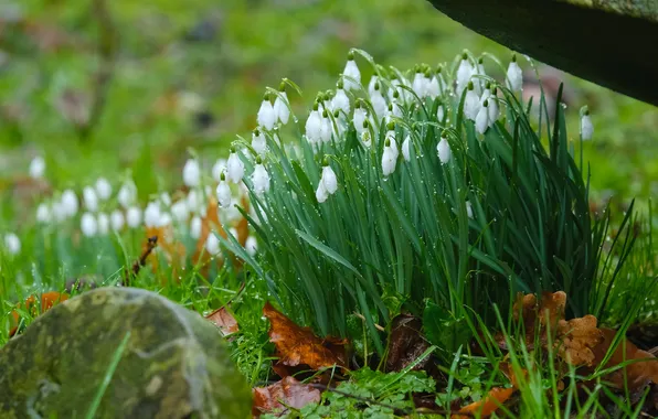 Greens, leaves, drops, flowers, spring, snowdrops, white, buds