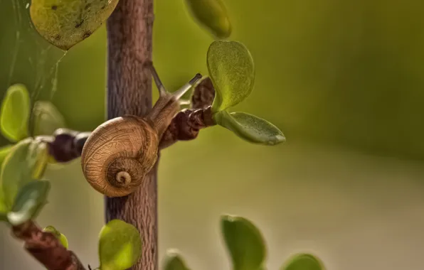 Macro, snail, branch, leaves