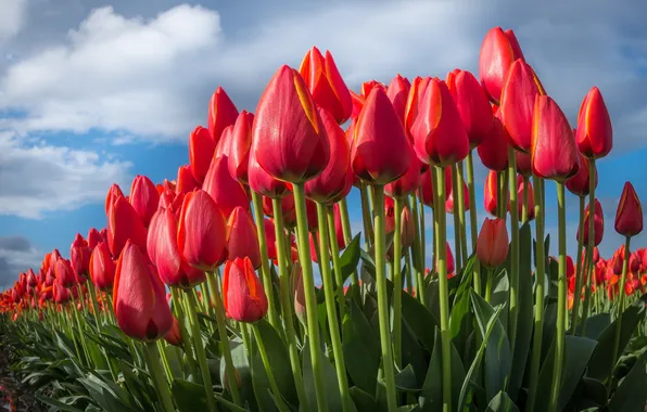 The sky, flowers, nature, tulips