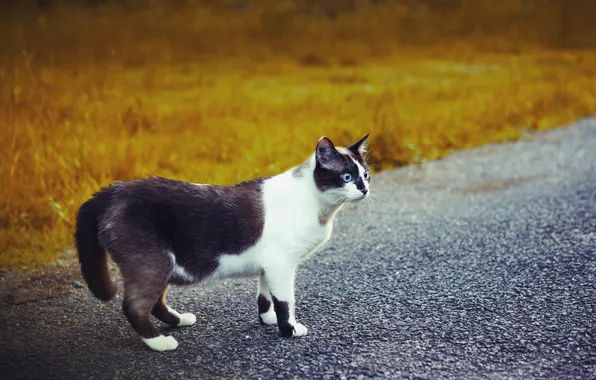 Road, cat, look, black and white, blue-eyed