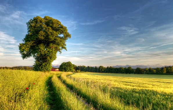 Road, field, tree, spring