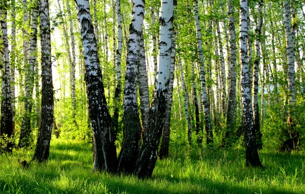 Picture summer, birch, grove