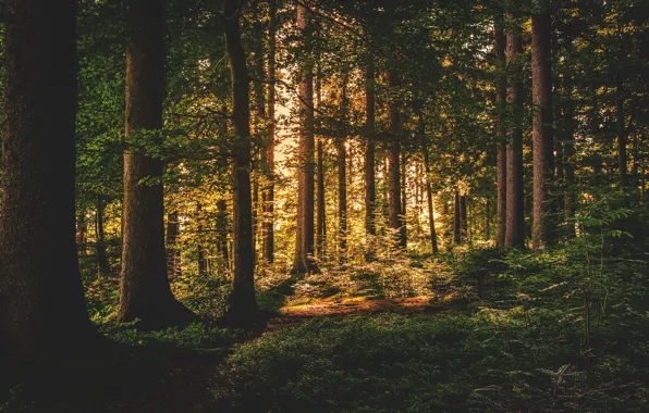 Picture forest, light, trees, branches, nature, foliage, trunk, pine