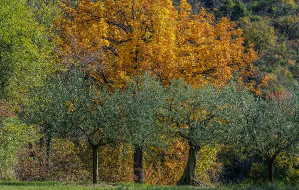 Autumn, trees, France, Luberon
