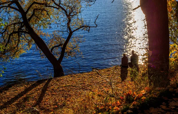 Sadness, autumn, trees, pond, Park, pair