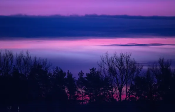 Picture forest, the sky, clouds, trees, sunset, nature, twilight