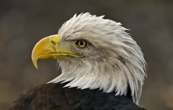 Bird, eagle, head, feathers