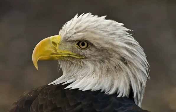 Picture bird, eagle, head, feathers