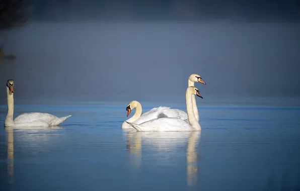 Birds, nature, swans