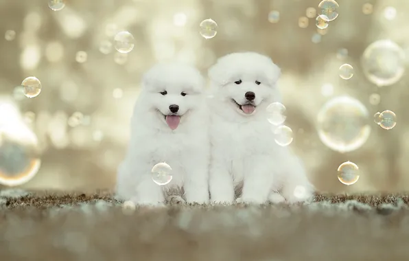 Puppies, bubbles, kids, a couple, bokeh, Samoyed