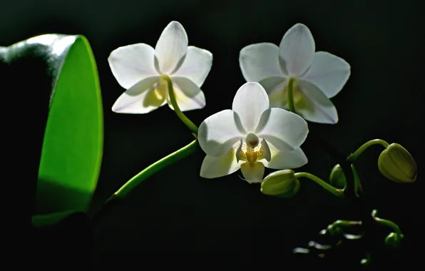 Light, flowers, white, black background, orchids, trio, buds
