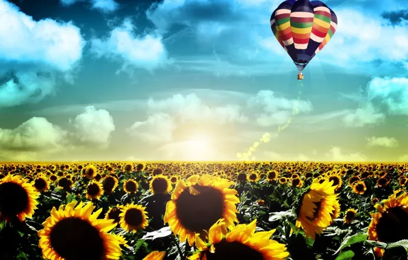 Picture field, flight, sunflowers, landscape, life, balloon, sunrise, dawn