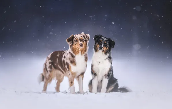 Winter, dogs, snow, a couple