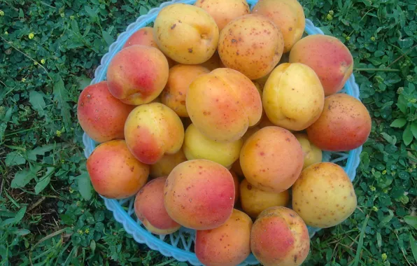 Fruit, fruit, yummy, vitamins, apricots, the gifts of summer