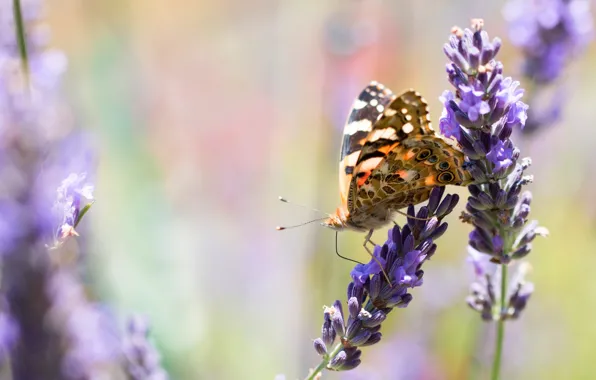Macro, flowers, background, butterfly, insect, lavender