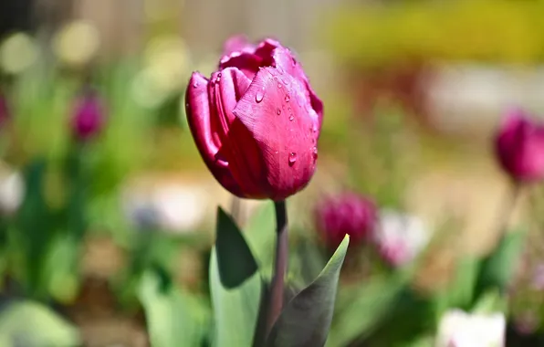 Flower, pink, Tulip, spring, water drops