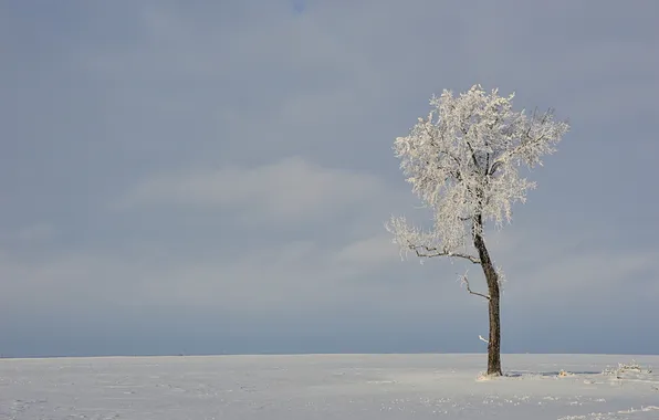 Picture winter, field, tree