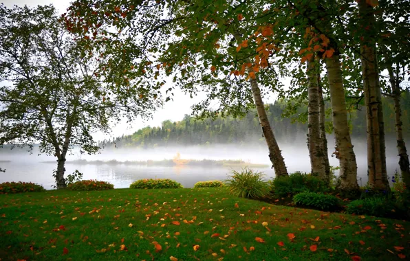 Autumn, forest, grass, leaves, trees, fog, branch, shore