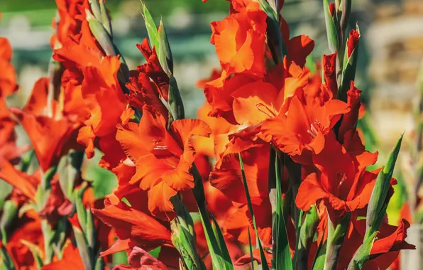 Flowers, background, bright, Bush, garden, red, bokeh, gladiolus