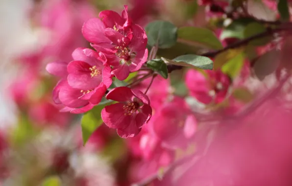 Macro, branch, spring, blur, Apple, flowering, flowers