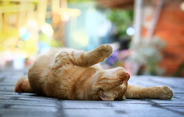 Picture cat, street, paws, Cat, red, lies, the sidewalk, bokeh