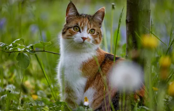 Picture cat, summer, grass, look, face, leaves, flowers, branches