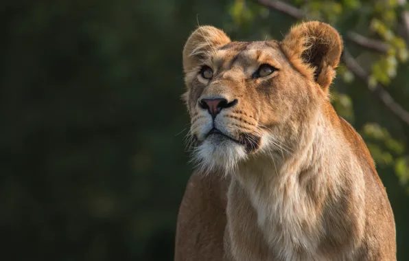 Cat, face, nature, the dark background, portrait, Leo, wild cats, lioness