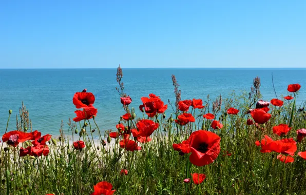 Picture sea, field, beach, summer, the sky, flowers, red, blue