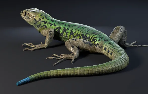 Lizard, reptile, Nicolas MOREL, Lezard - PackShot and Incrustation