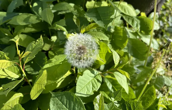 Picture greens, grass, dandelion