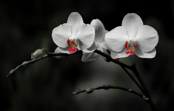 Picture background, petals, Orchid