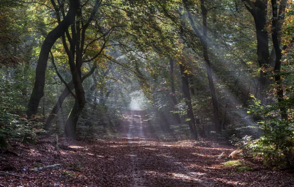 Picture road, autumn, forest, the sun's rays