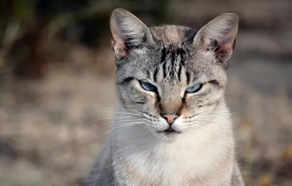 Blur, muzzle, tabby cat