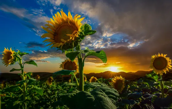 Picture field, the sun, clouds, rays, sunflowers, landscape, mountains, nature